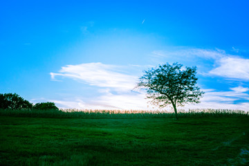 Fototapeta na wymiar Loan tree stands in a pasture