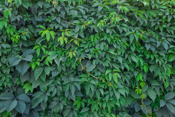Wall overgrown with grape green texture