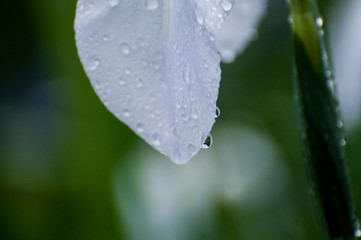 雨に濡れた菖蒲の花
