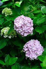 宝八幡宮の紫陽花