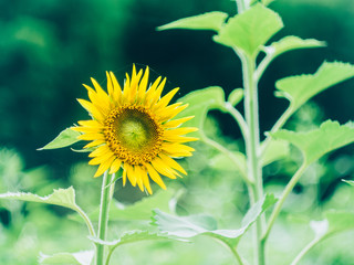 咲き始めたひまわり