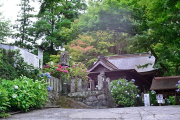 宝八幡宮の紫陽花