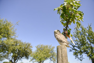 Ein Steinkauz sitzt auf der Hand eines Vogelschützers