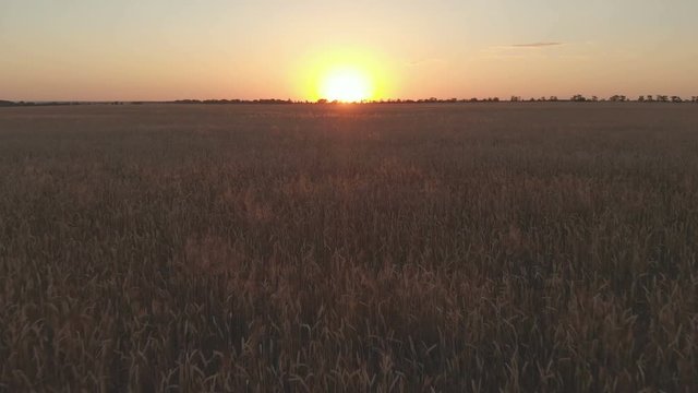 Aerial view footage of wheat field showing golden grain crops on sunset slowly moved by wind wheat is grass widely cultivated on sunset 4k resolution 100 mbps