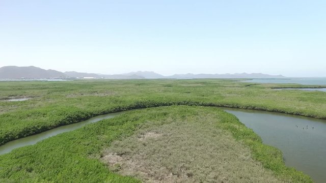 Manglares playa El Maviri