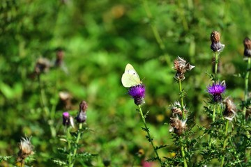 アザミの花に来たモンキチョウ