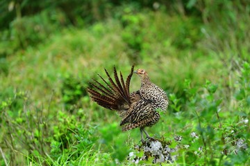 お立ち台でポーズする雉の母鳥