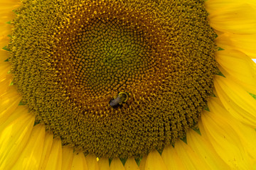 A bee polinates on a sunflower