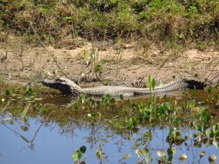 Pantanal Matogrossense
