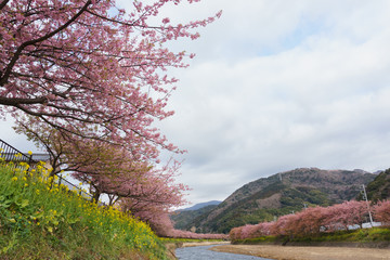 静岡県 河津桜まつり Kawazusakura matsuri