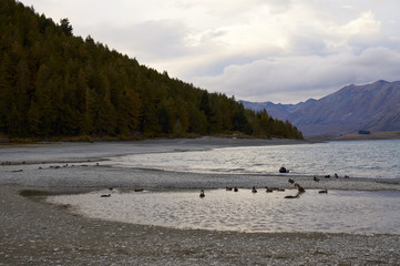 The lake and the birds