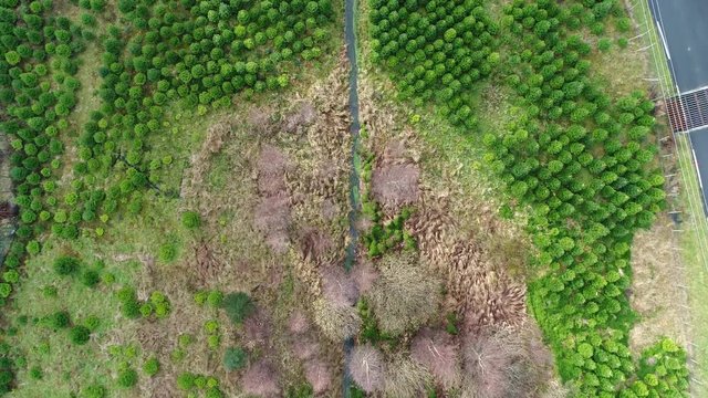 Aerial Top Down Footage Of A Christmas Tree Field With Pine And Fir.