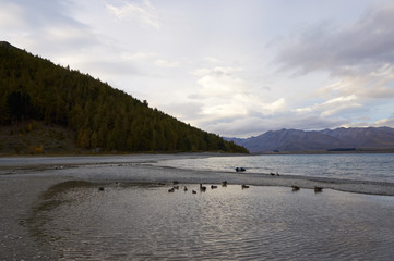 The lake and the birds