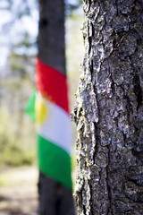 Tree flag