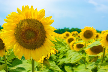 Obraz premium A sunflower is the primary focus in a field of flowers