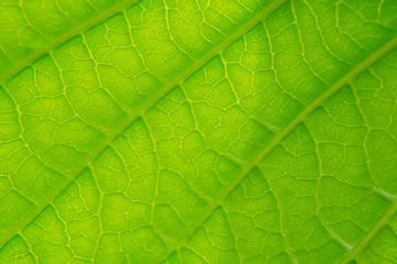 Fototapeta na wymiar Green leaves natural background wallpaper, leaf texture,