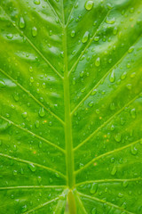Green leaves natural background wallpaper, leaf texture,