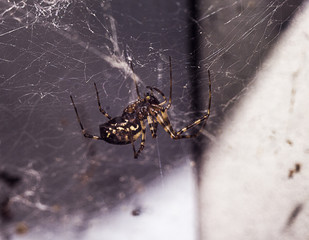 Spider web close-up