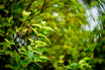 Green leaves natural background wallpaper, leaf texture,