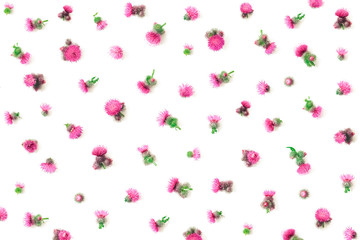 Floral pattern made of pink thistle's  flowers with thorns on white background. Flat lay, top view, isolated. Valentine's background