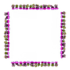 Flowers composition. Frame made of Thorns of Thistle with blooming pink flowers on white background. Flat lay; top view; copy space.