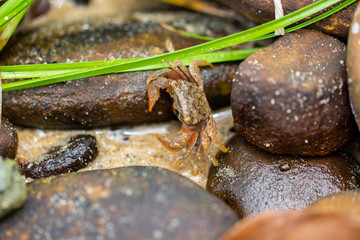 small  crab  on the rocks.