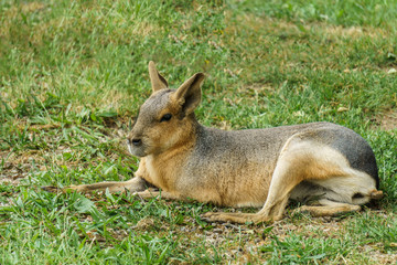 Patagonian Mara animal on the green field.