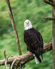 Bald Eagle in the forest on the branch.
