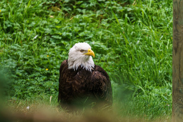 Bald Eagle in the forest on the ground.