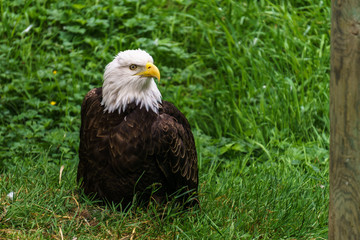 Bald Eagle in the forest on the ground.