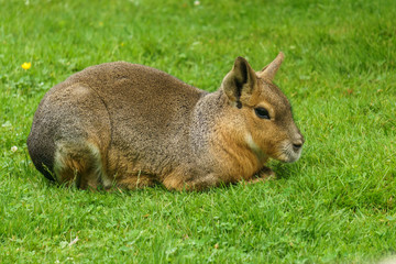 Patagonian Mara animal on the green field.