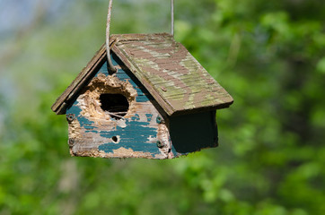 Bird house hangs free
