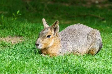 Patagonian Mara animal on the green field.
