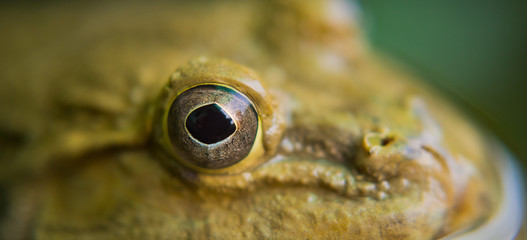 closeup frog, frog in the water