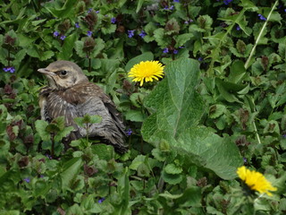 fieldfare nestling in dandelions