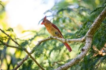 Northern Cardinal 