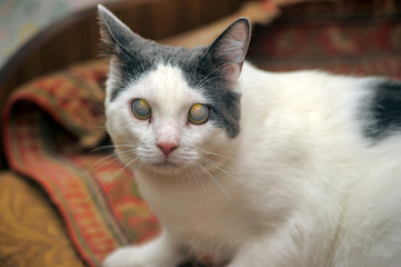 white with gray blind cat