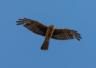 Extremely close view of a female Northern harrier in beautiful light, seen in the wild near the San Francisco Bay