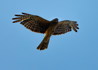 Extremely close view of a female Northern harrier in beautiful light, seen in the wild near the San Francisco Bay