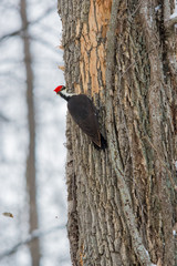 A Pileated Woodpecker pecks a tree