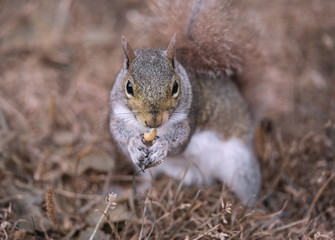 Naklejka na ściany i meble squirrel snacking nut