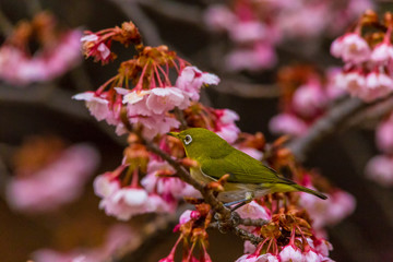 Obraz premium Japanese White-eye.The background is cherry blossoms(Japanese name is Kanzakura). Located in Tokyo Prefecture Japan.