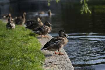 duck near a pond