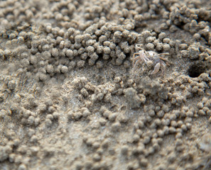 Ghost crab at the beach