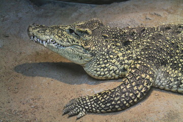 Obraz premium Closeup Crocodile