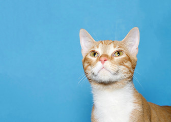 Close up portrait of a cute orange and white tabby cat looking up. Blue background with copy space.