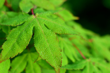 朝露がついた紅葉の葉