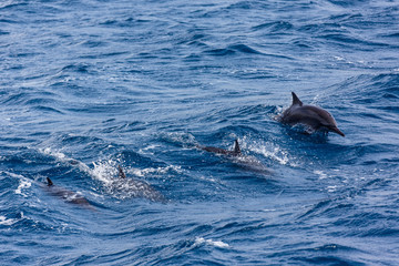 Obraz premium Dolphin Sea in Guam