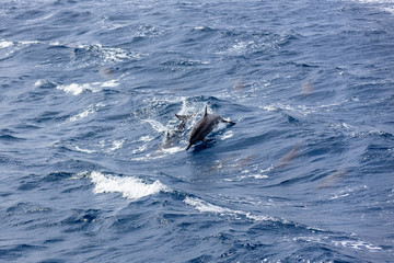Fototapeta premium Dolphin Sea in Guam