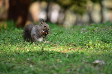春の草原で胡桃を食べるエゾリス